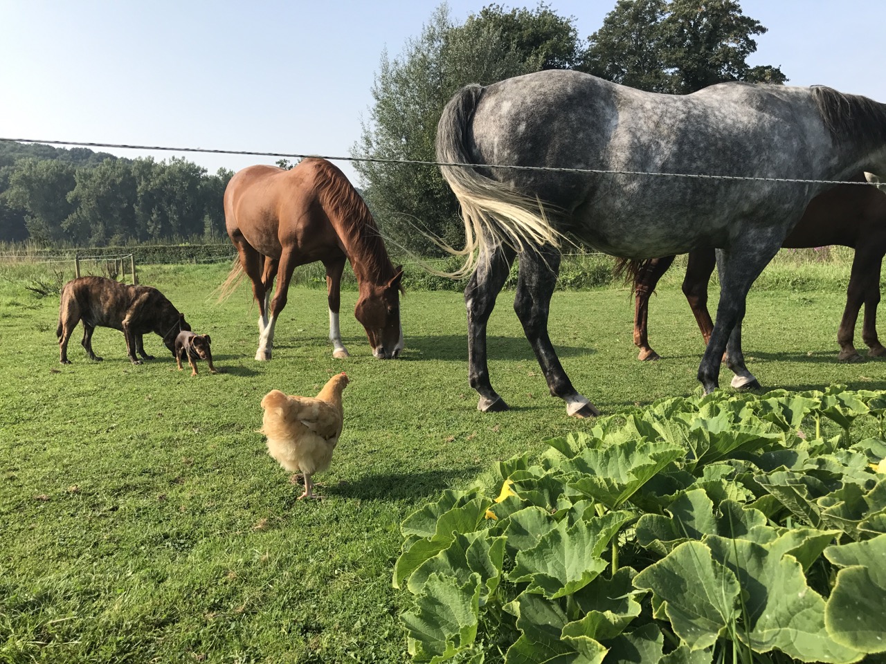 Stichting Biomentor