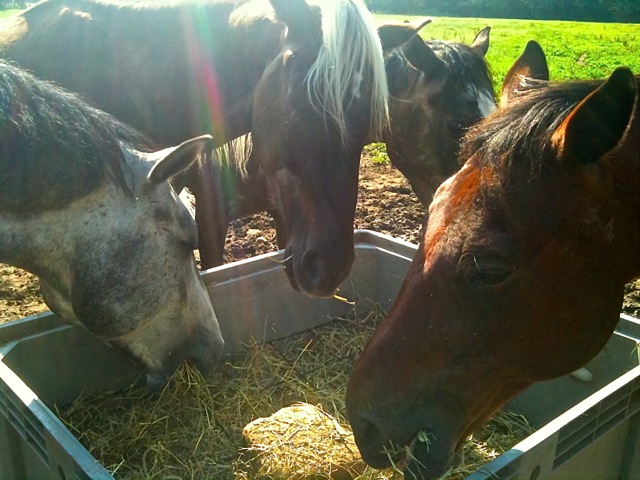 Hooien
                  Gras Analyse voor Paarden