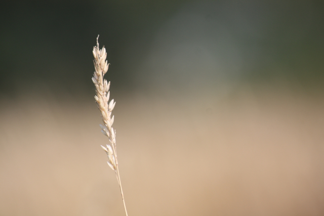 Hooien
                  Gras Analyse voor Paarden