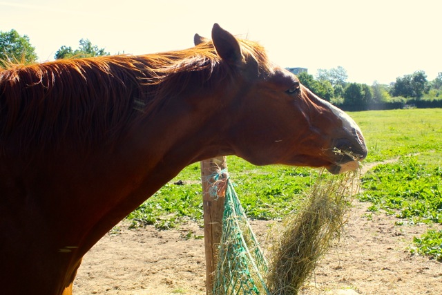 Hooien
                  Gras Analyse voor Paarden