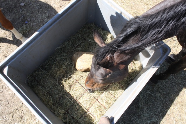 HooienGras Analyse voor Paarden