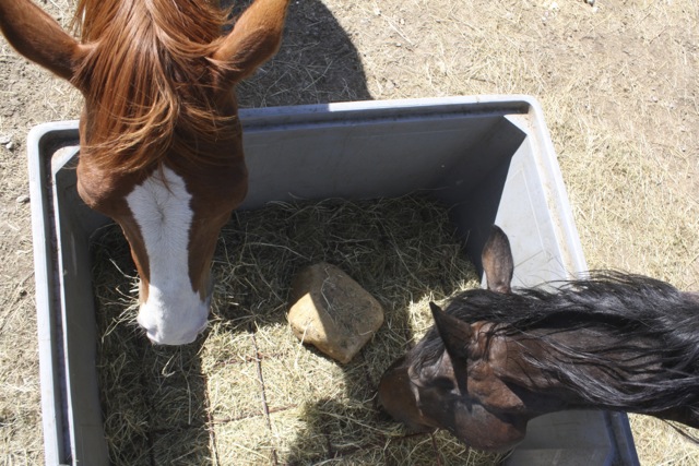 Hooien
                  Gras Analyse voor Paarden